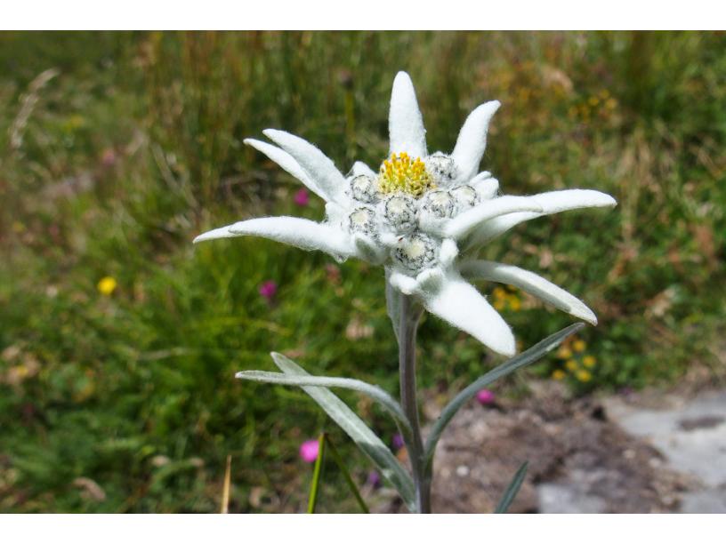 centre-edelweiss-vacance_02743307-.jpg