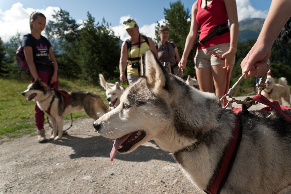 Les Edelweiss : Cani Rando centre-edelweiss-vacance_26197037-.jpg