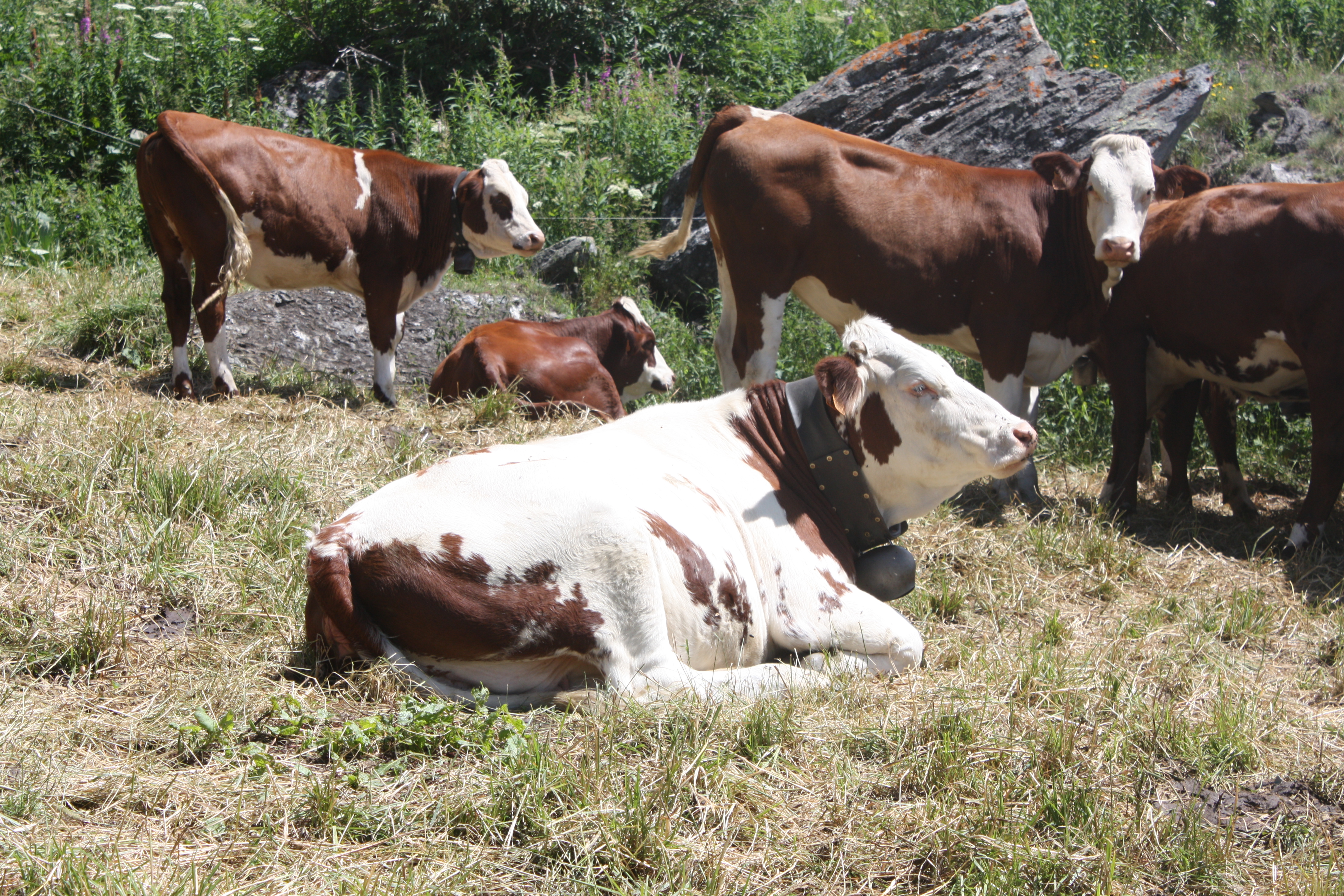 Les Edelweiss : Rencontre du monde agricole centre-edelweiss-vacance_29279965-.JPG