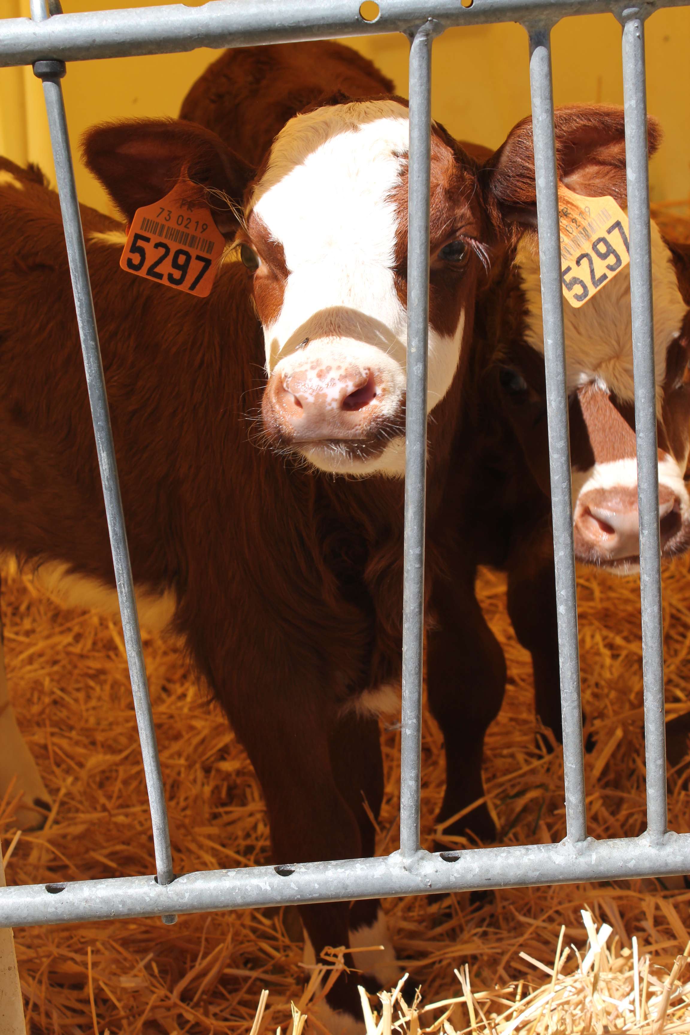 Les Edelweiss : Rencontre du monde agricole centre-edelweiss-vacance_43901256-.JPG