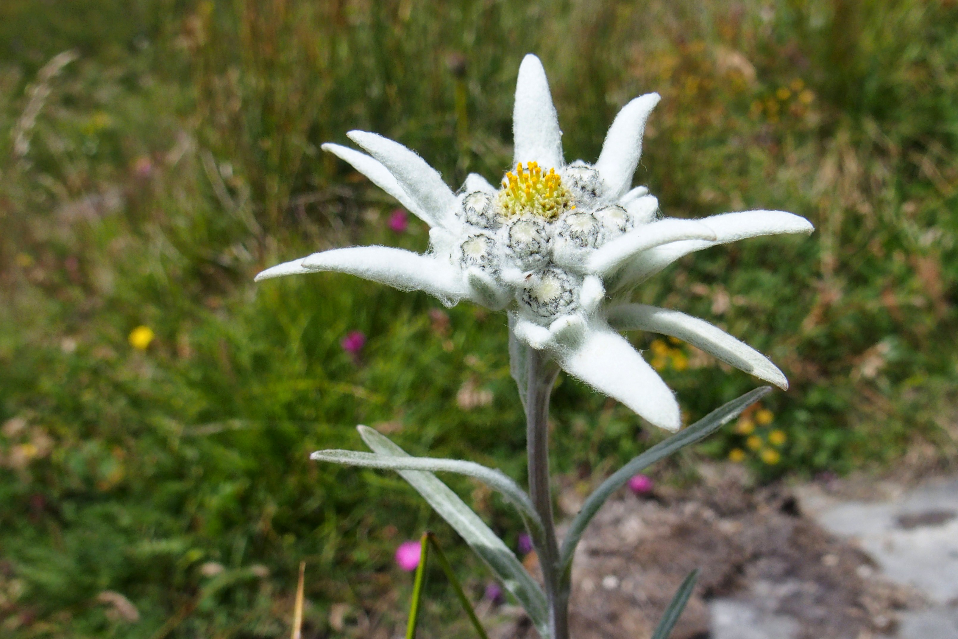 centre-edelweiss-vacance_60417913-.jpg