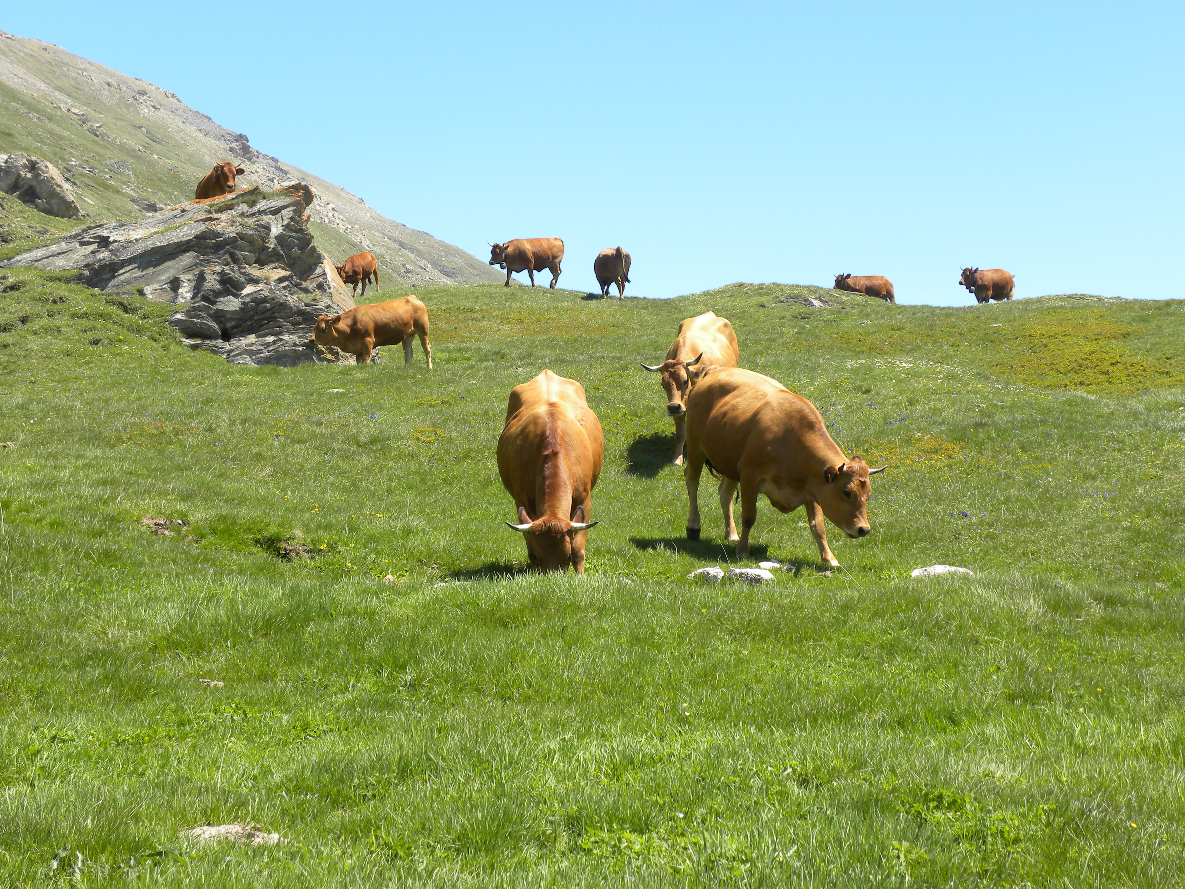 Les Edelweiss : Rencontre du monde agricole centre-edelweiss-vacance_79788013-.jpg